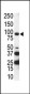 AXL Antibody (C-term)